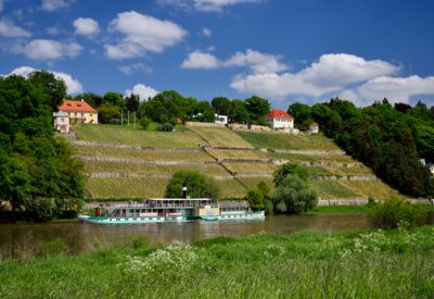 Elbhang mit Weinberge und Dampfer